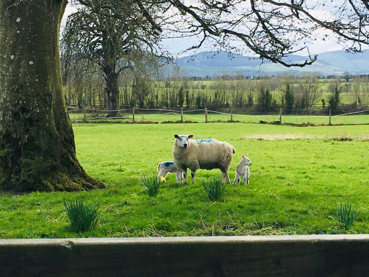 Ballymackey Lissanisky House B&B 외부 사진